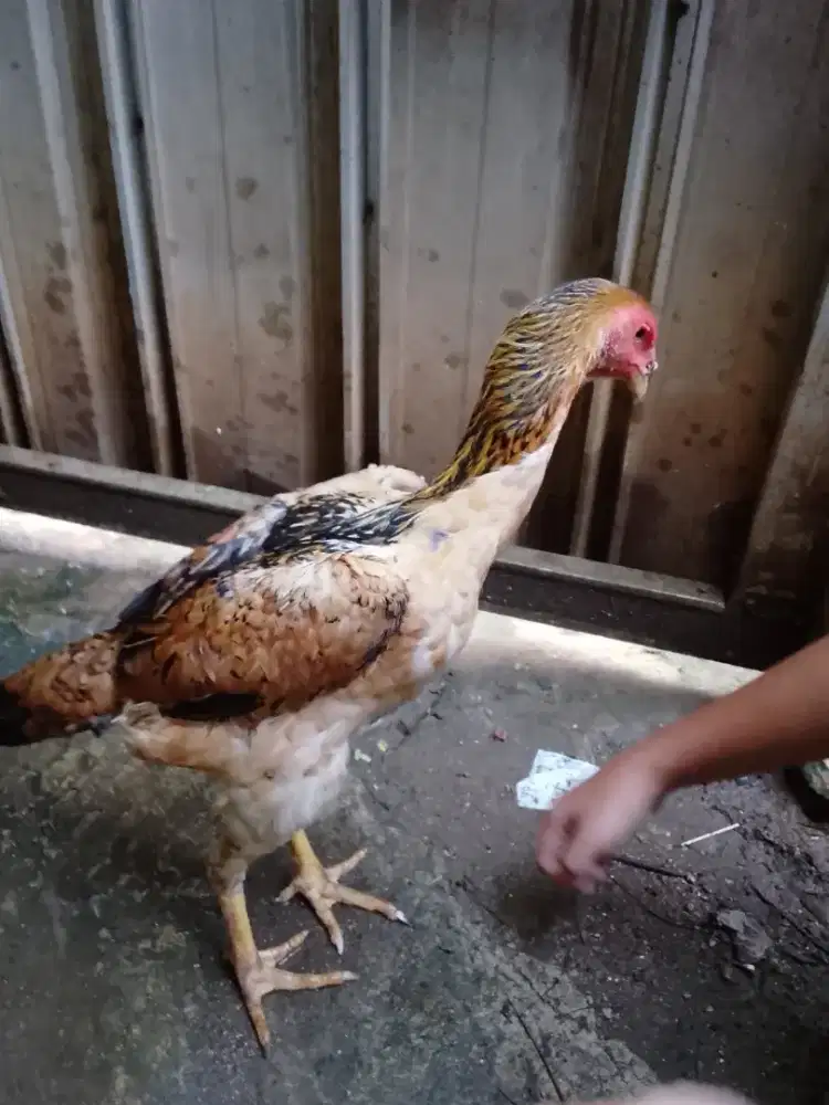 Ayam shamo eropa betina dewasa