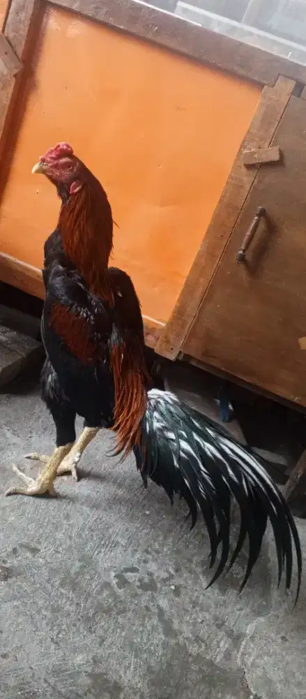 Ayam bangkok kaki ubet semi ekor lidi