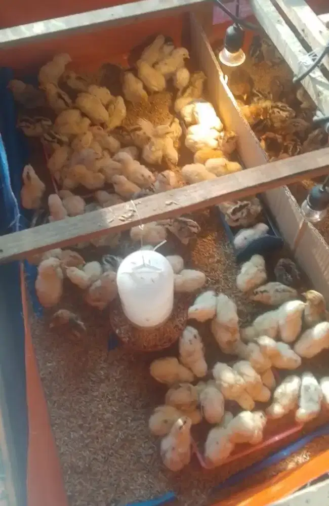 Doc ayam elba petelur