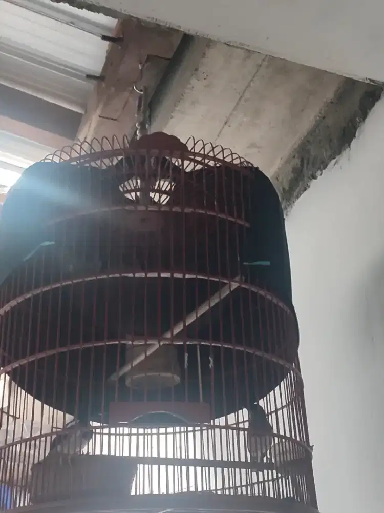 Burung poci sepasang