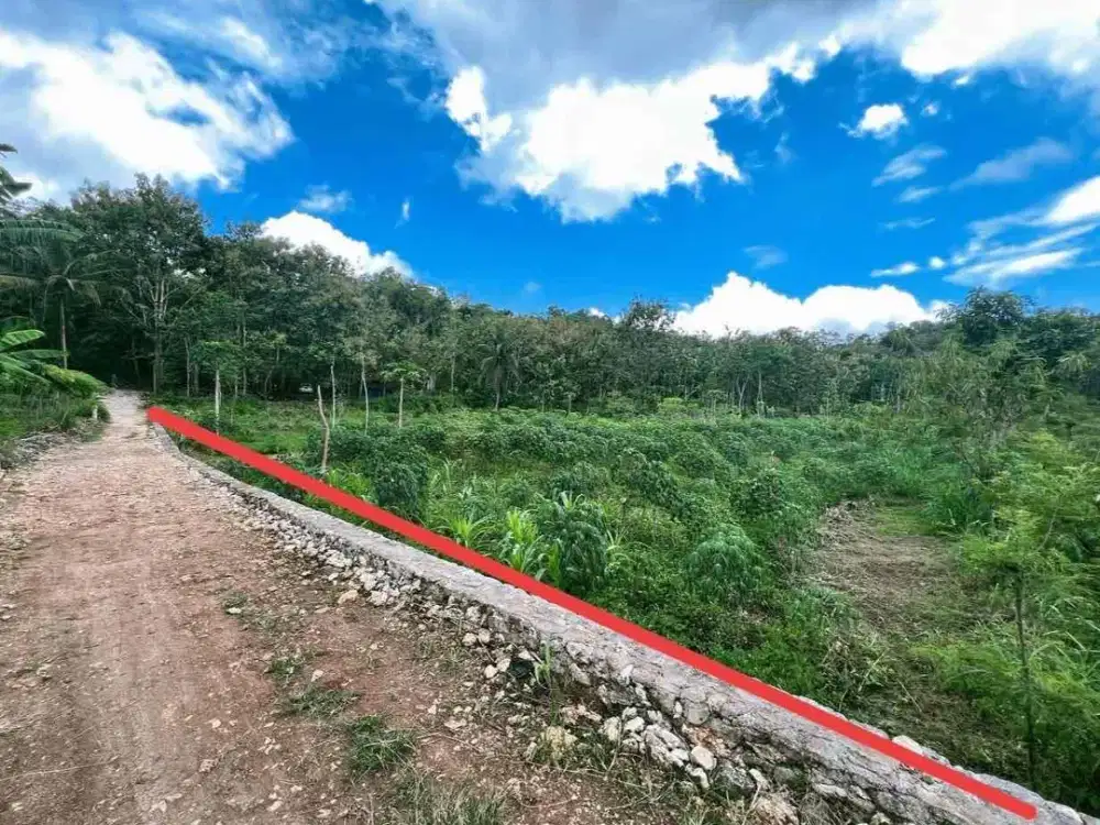 Jual tanah murah subur cocok untuk peternakan ayam di Tepus Gunungkidul 4144 m2