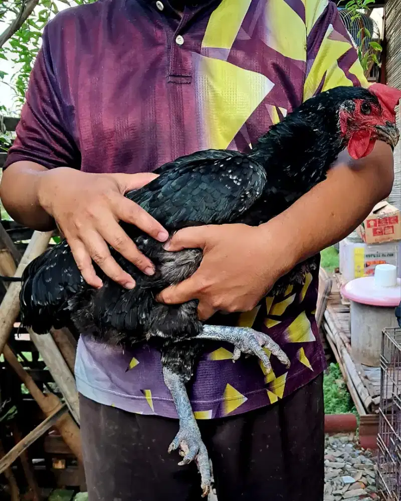 Ayam Betina [Induk] Pelung Jumbo