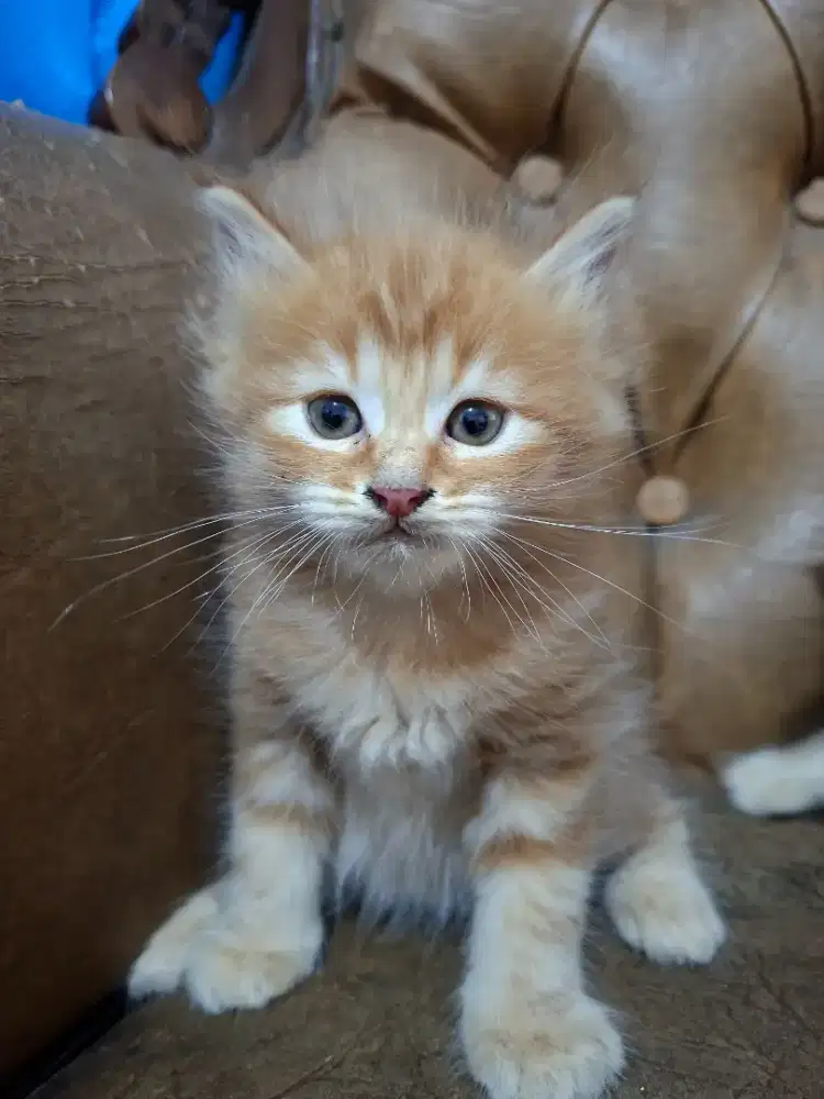 Lepas Adopt kitten usia 6 minggu