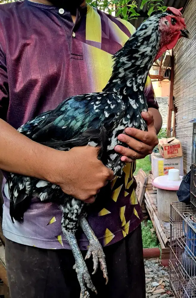 Ayam Betina [Induk] Pelung Jumbo
