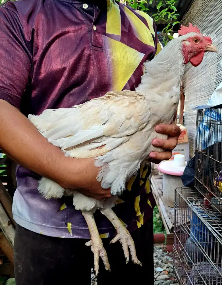 Ayam Betina [Induk] Pelung Jumbo