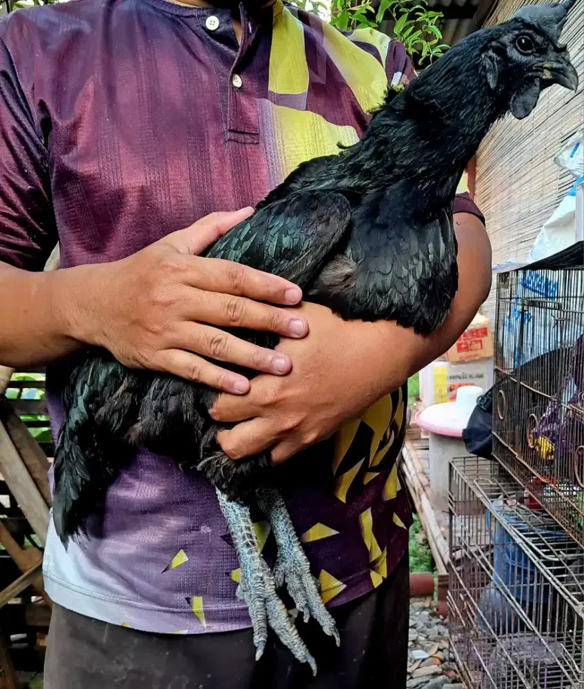 Ayam Hias Cemani Betina Jumbo