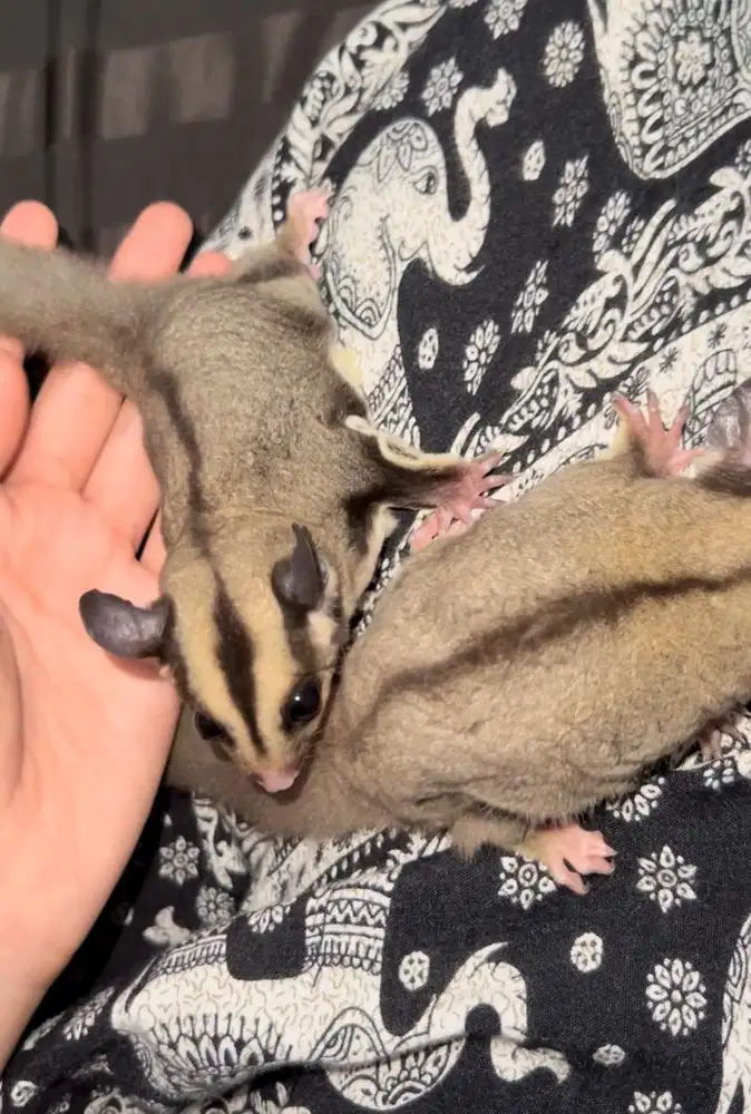 sugar glider classic grey