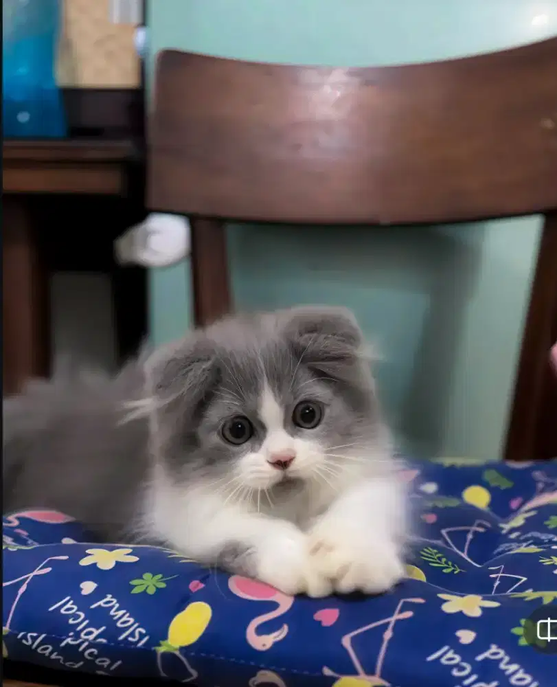 Kucing Munchkin Scottish/Gaelic Fold