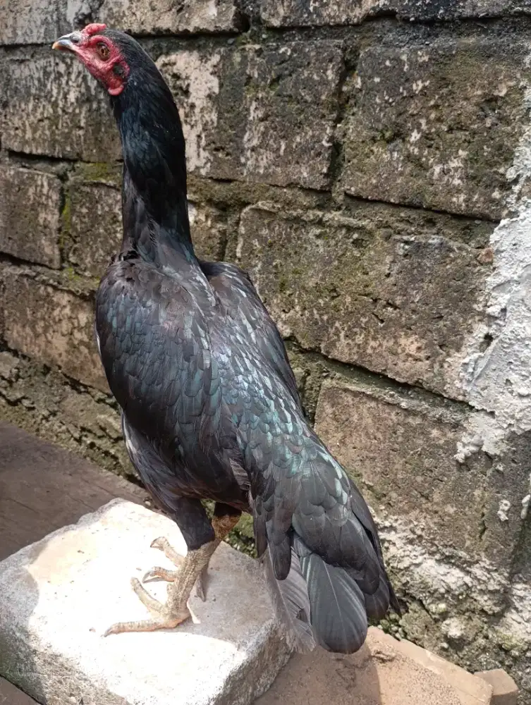 Ayam bangkok MaGon betina biang warna hitam
