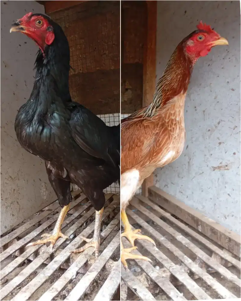 Ayam kampung betina biang muda