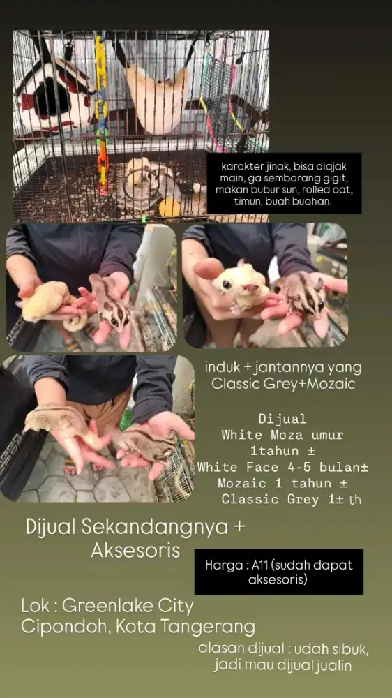 Dijual Cepat Sugar Glider 1 Kandang