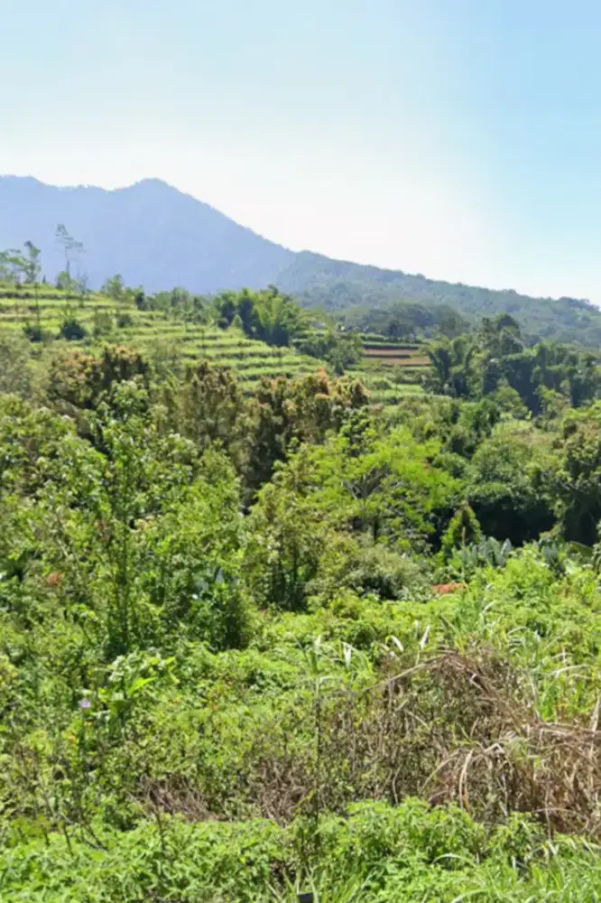 Investasi Premium: Tanah 5.000m² di Pinggir Jalan Raya Bedugul