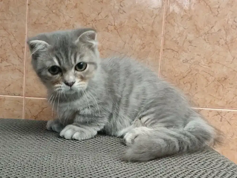 Kitten Munchkin gaelic fold jantan