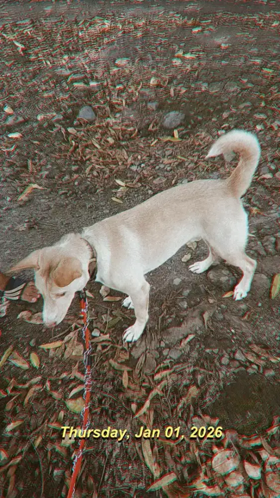 Jual anjing peliharaan rumahan