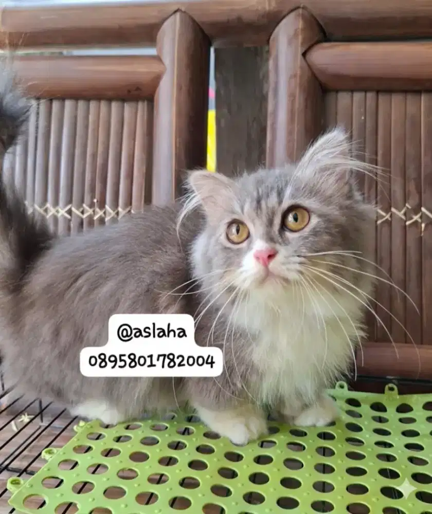 Kucing cebol/kitten munchkin gealic fold jantan/kucing munchkin jantan