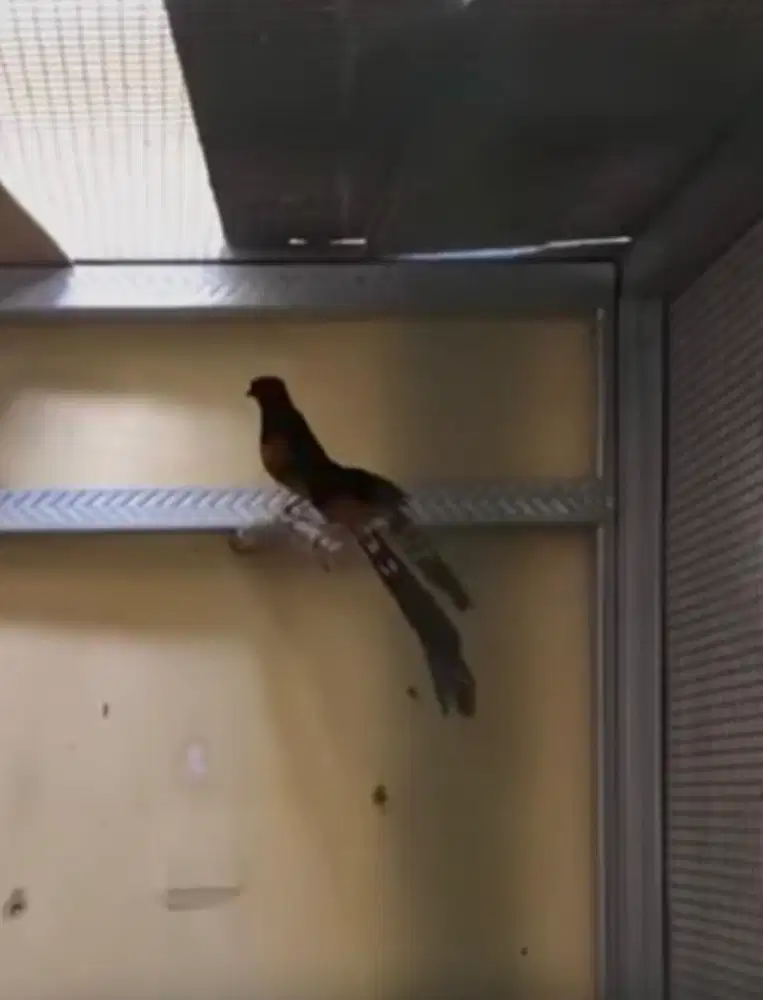 murai batu betina siapan trah BALAK RAJA SABANG 28x16cm