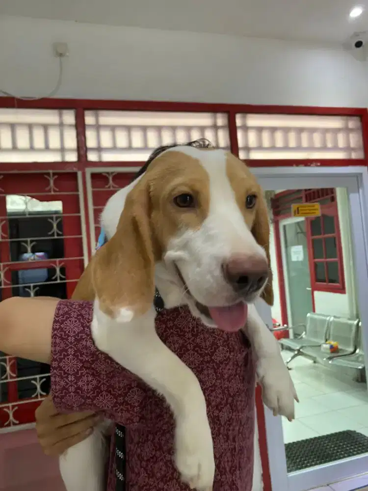 Anjing Beagle BigBone Murni