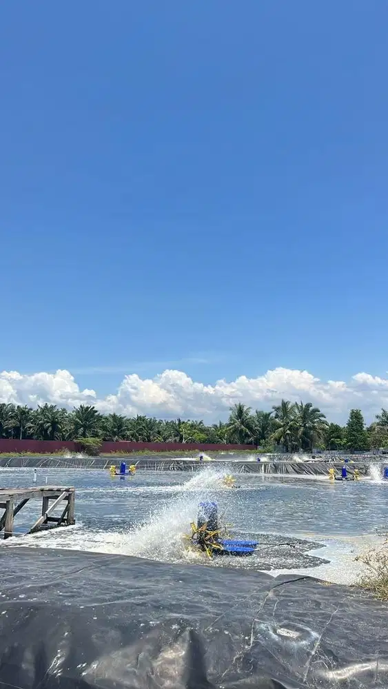 For Sell || Tambak Udang + Isi udang Panen bulan Agustus 9 Kolam