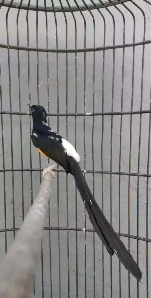 Jual murai batu brolok ekor 25cm gacor