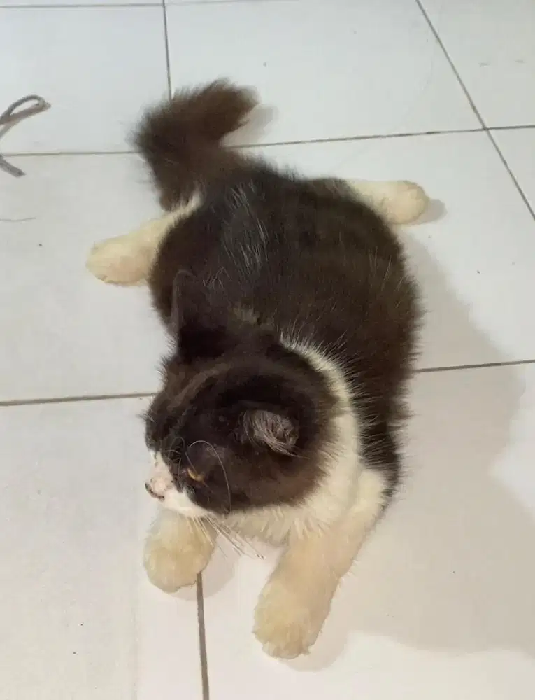 KUCING PERSIA SEPASANG