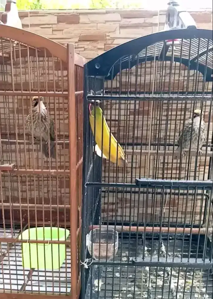 Jual sepasang cucak rowo siap produksi