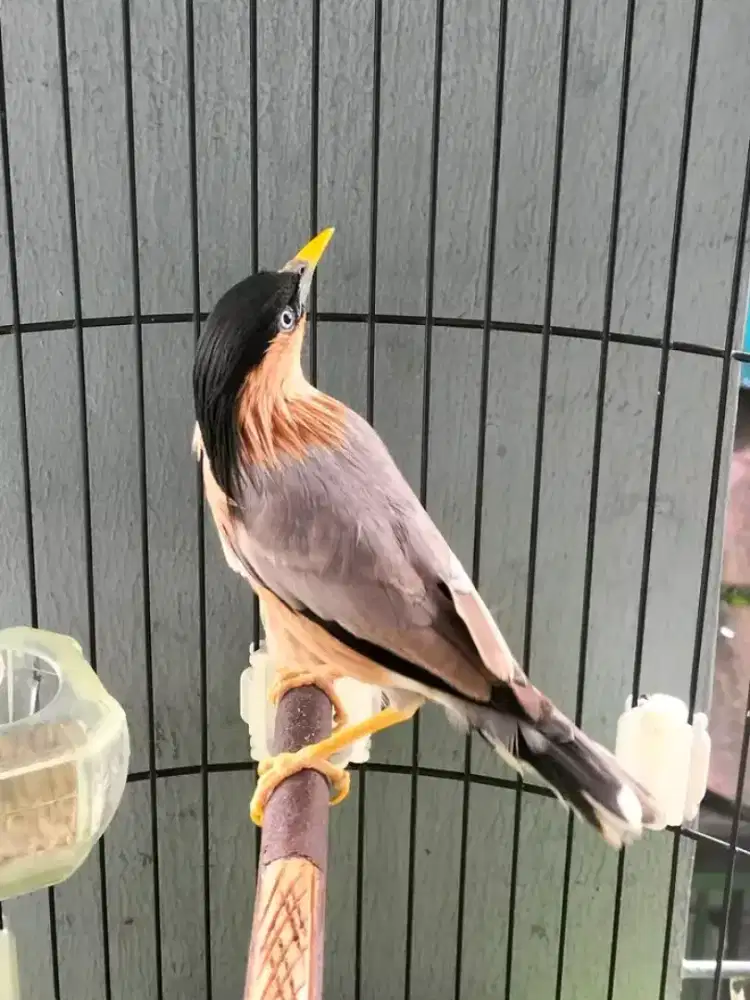 Jual burung jalak brahmana india jantan bunyi