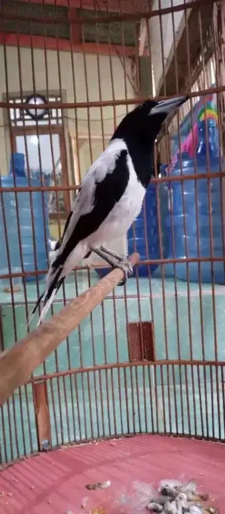 Jual burung jagalpapua mulus