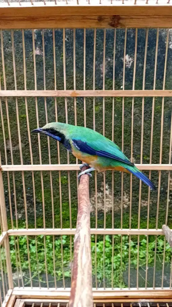 Jual burung cucak sungko jantan mulus