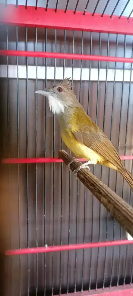 Jual burung cucak jenggot jawa mulus bunyi