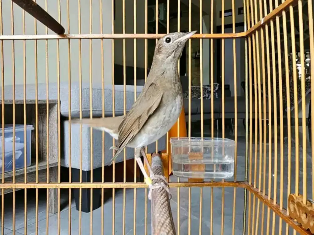 Jual burung sikatanlondo jantan garansi mulus