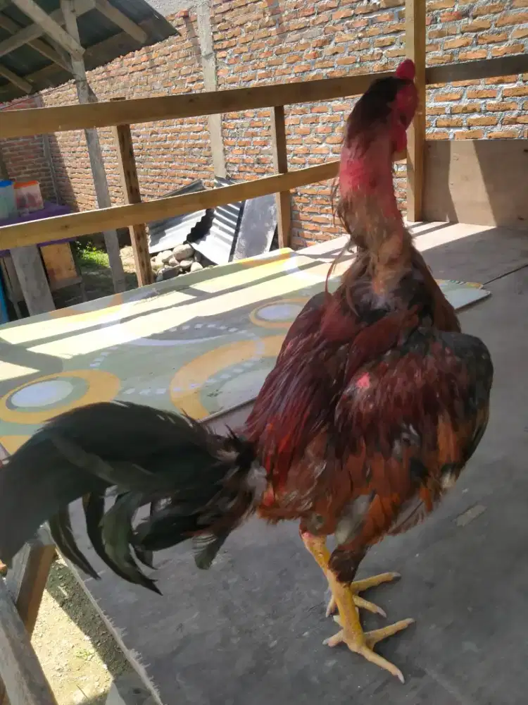 AYAM JAGO SIAM BIRMA