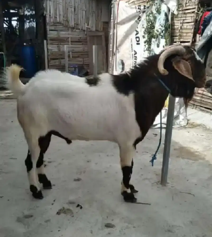 Jual kambing qurban & aqiqah