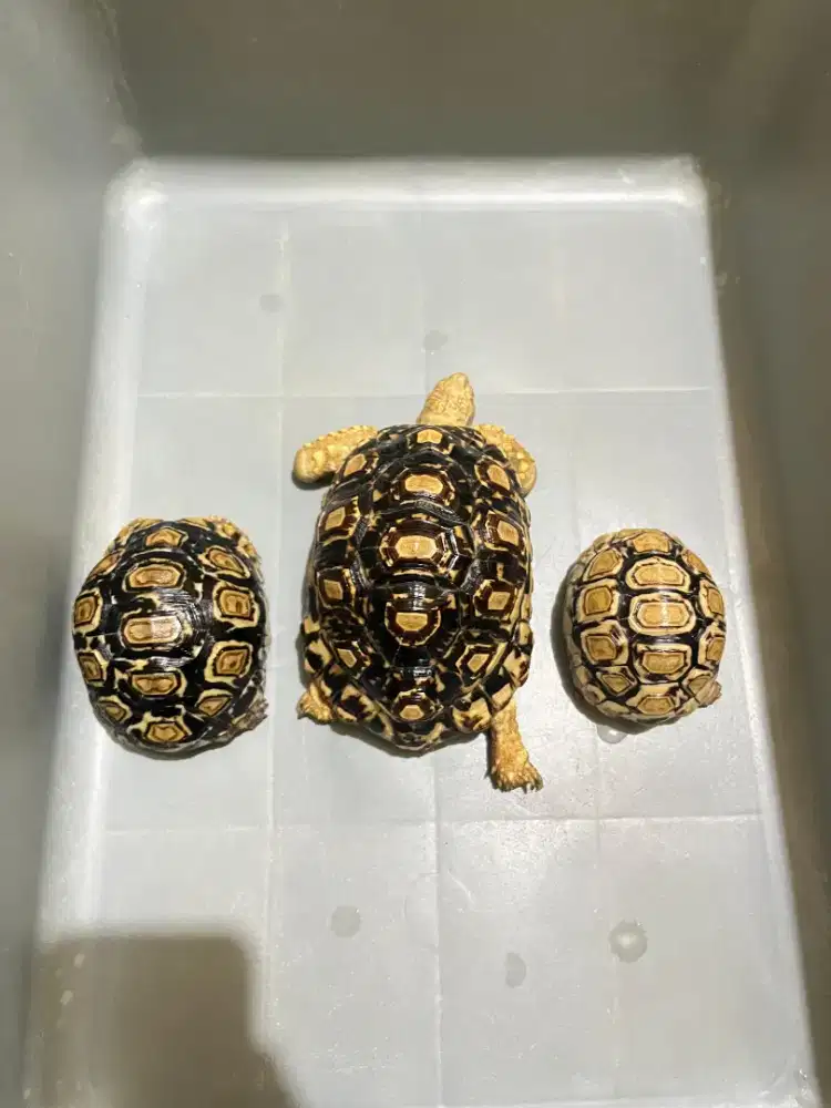 SNOW PARDALIS SIZE 8CM