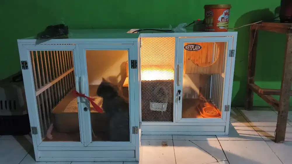 Jual Kucing Ragdoll & Persia + Paket Makanan Lengkap Murah