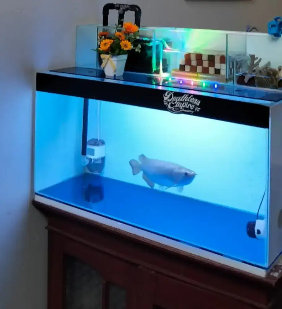 Ikan Arwana Papua Jardini