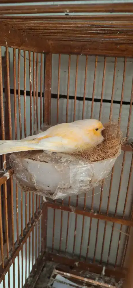 KENARI BETINA TEMBEAN