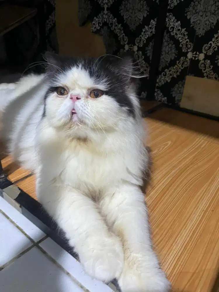 Kucing persian picnoce extrim