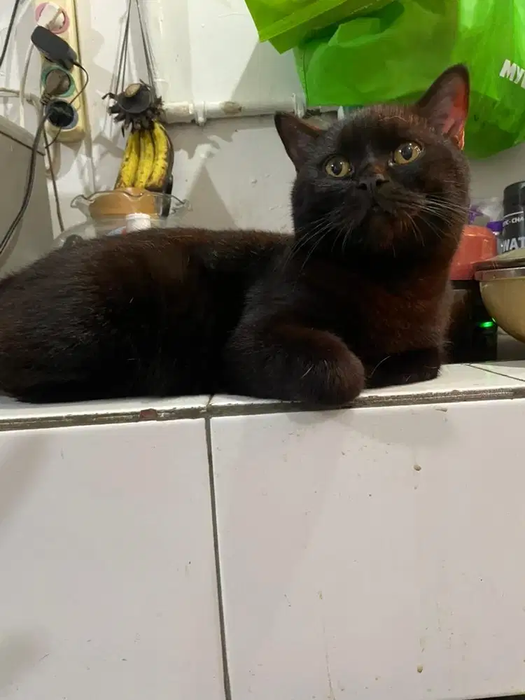 Kucing british shot hair