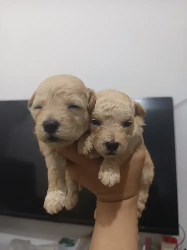 Poodle betina warna apricot