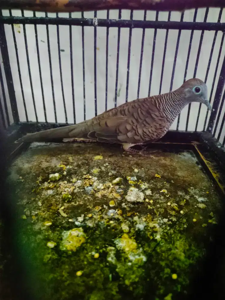 Perkutut lokal jantan gacor