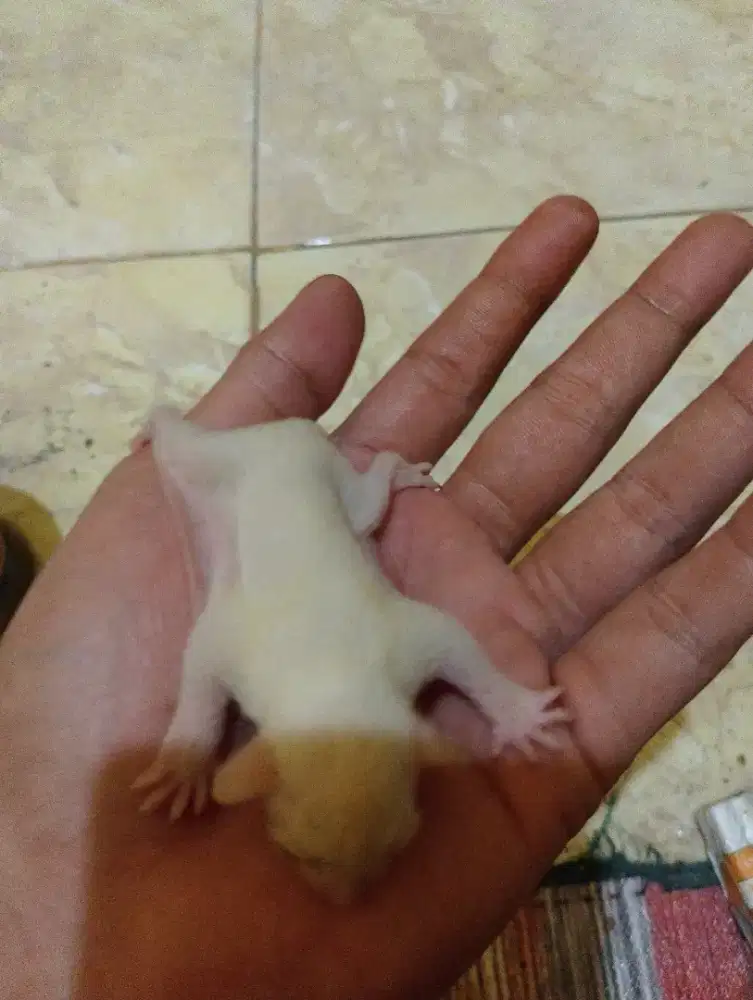 SG Betina Joey Sugar glider Jinak, Jenis Creamino. Harga cocok angkut