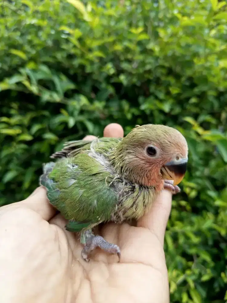 Burung lovebird non klep/holland