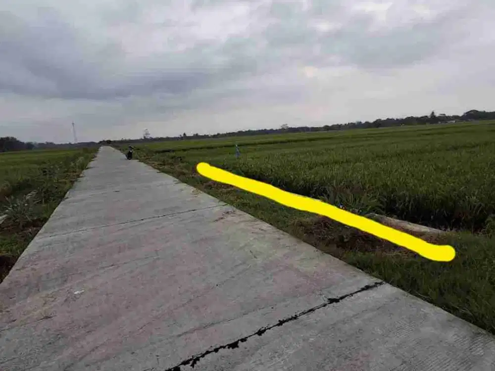 Jual Sawah Dekat Kantor Kalurahan Di Moyudan Sleman Barat