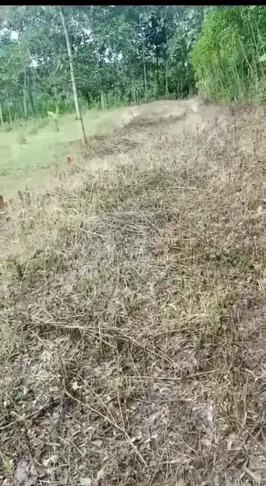 Tanah Pekarangan Murah