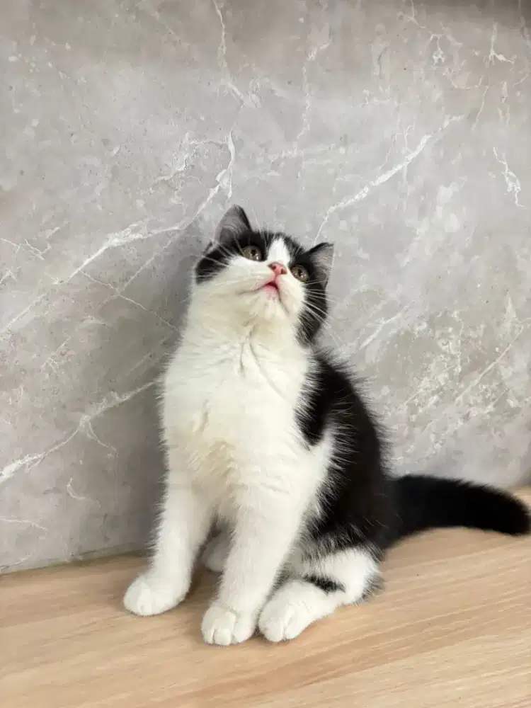 Kucing bsh bicoblack