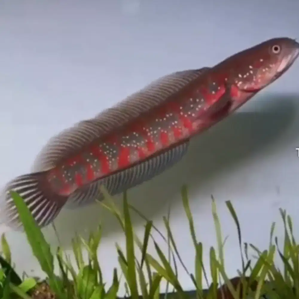 Ikan Chana Asiatica RSWS warna Merah hitam