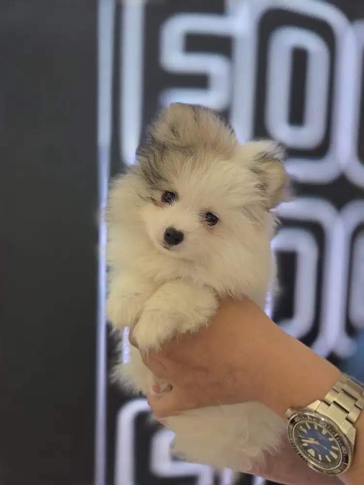 MINIPOM PARTY BLUE (JANTAN)