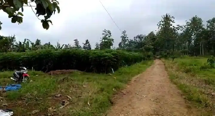 TERMURAH DI NATAR NEGRISAKTI! TANAH DIJUAL PINGGIR JALAN UTAMA