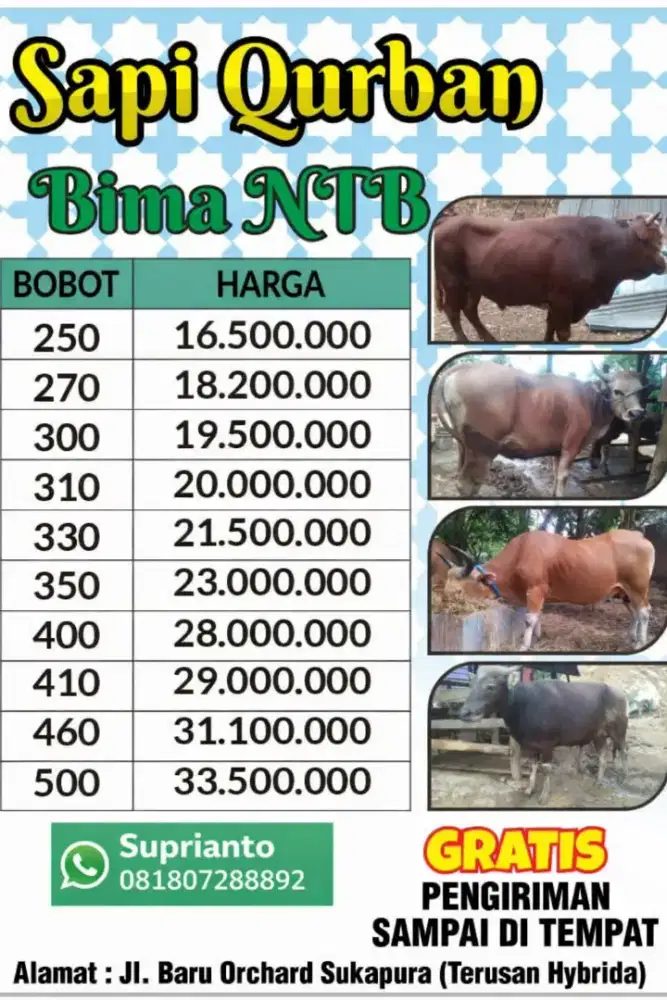 Sapi qurban bima ntb