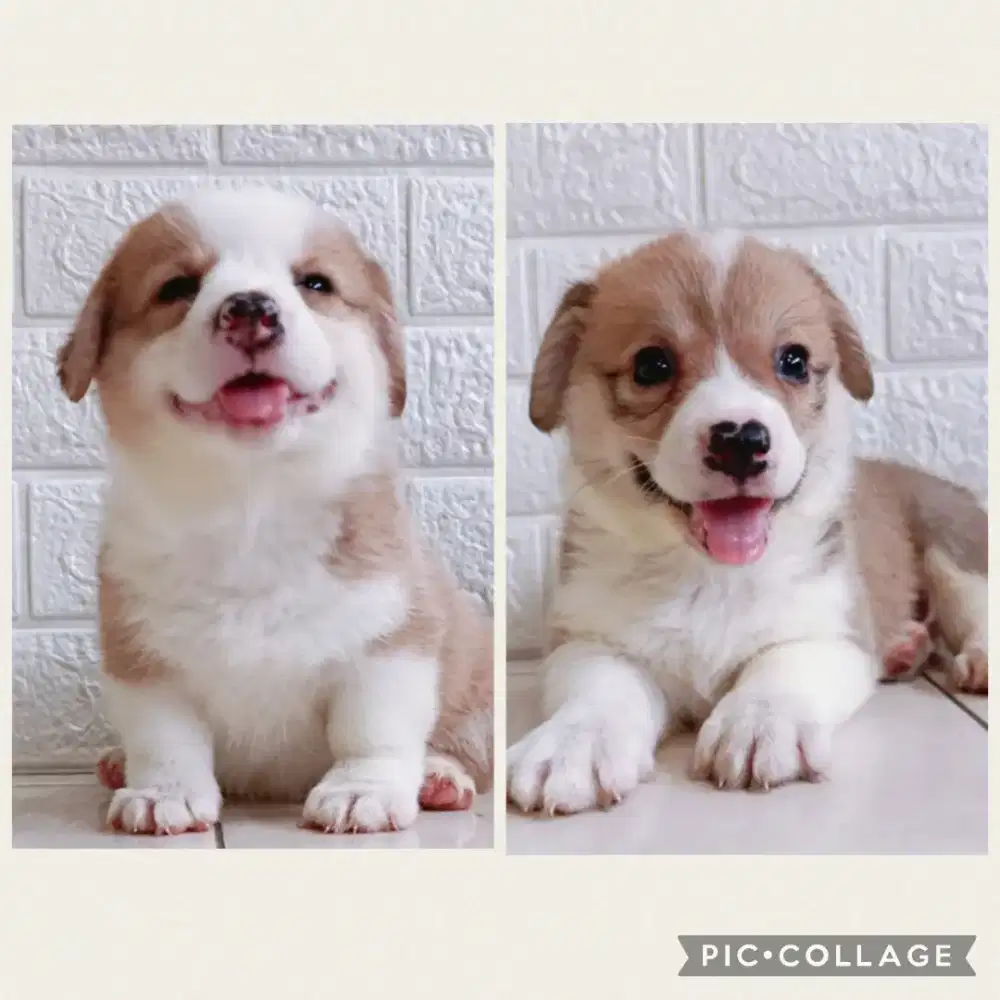 Jual Corgi Betina